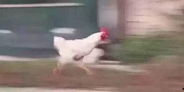 男生的鸡真实图片,真实鸡鸡图片解析